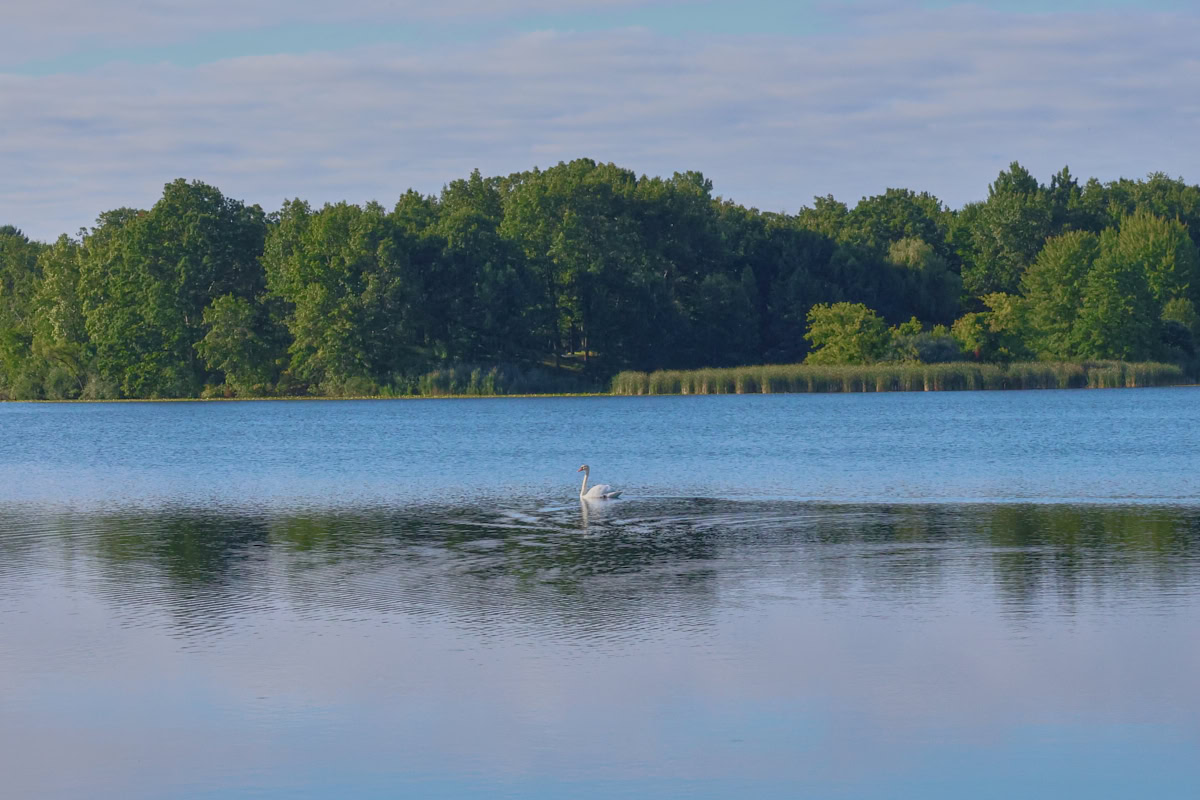 a swan swimming on a lake