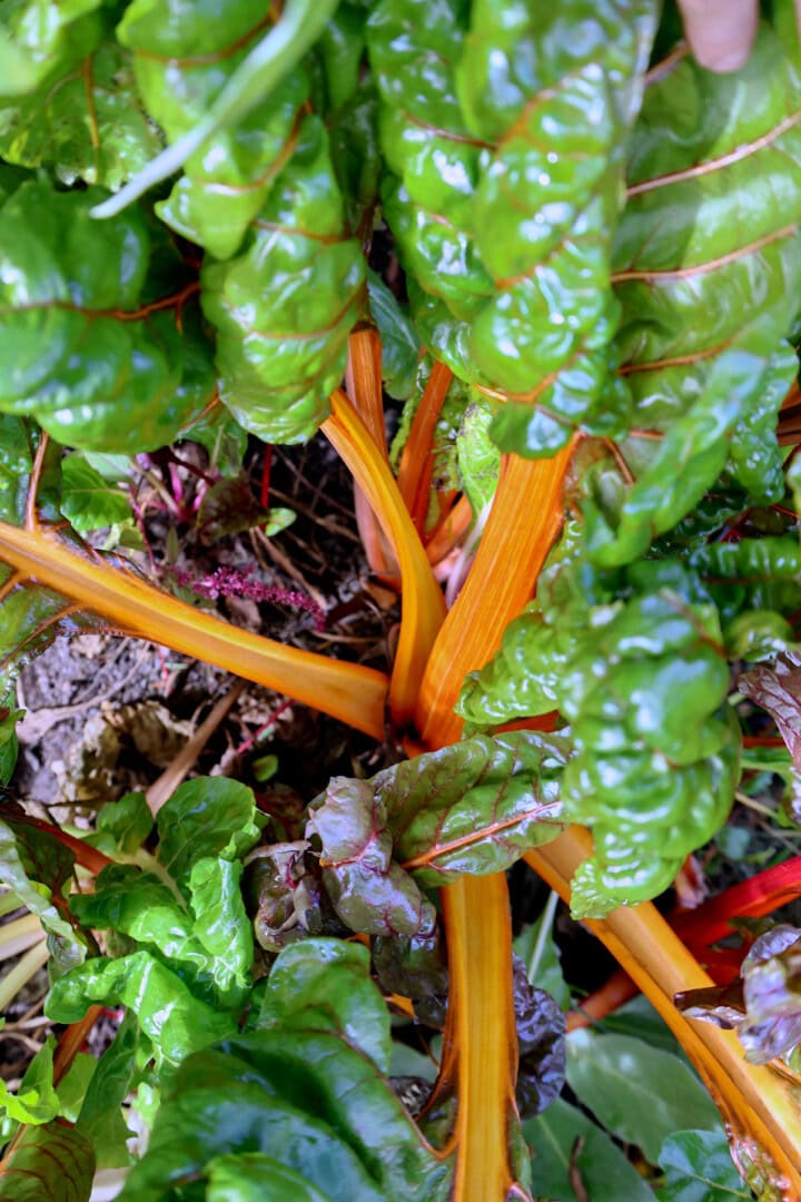 five color silverbeet swiss chard plants growing in a garden