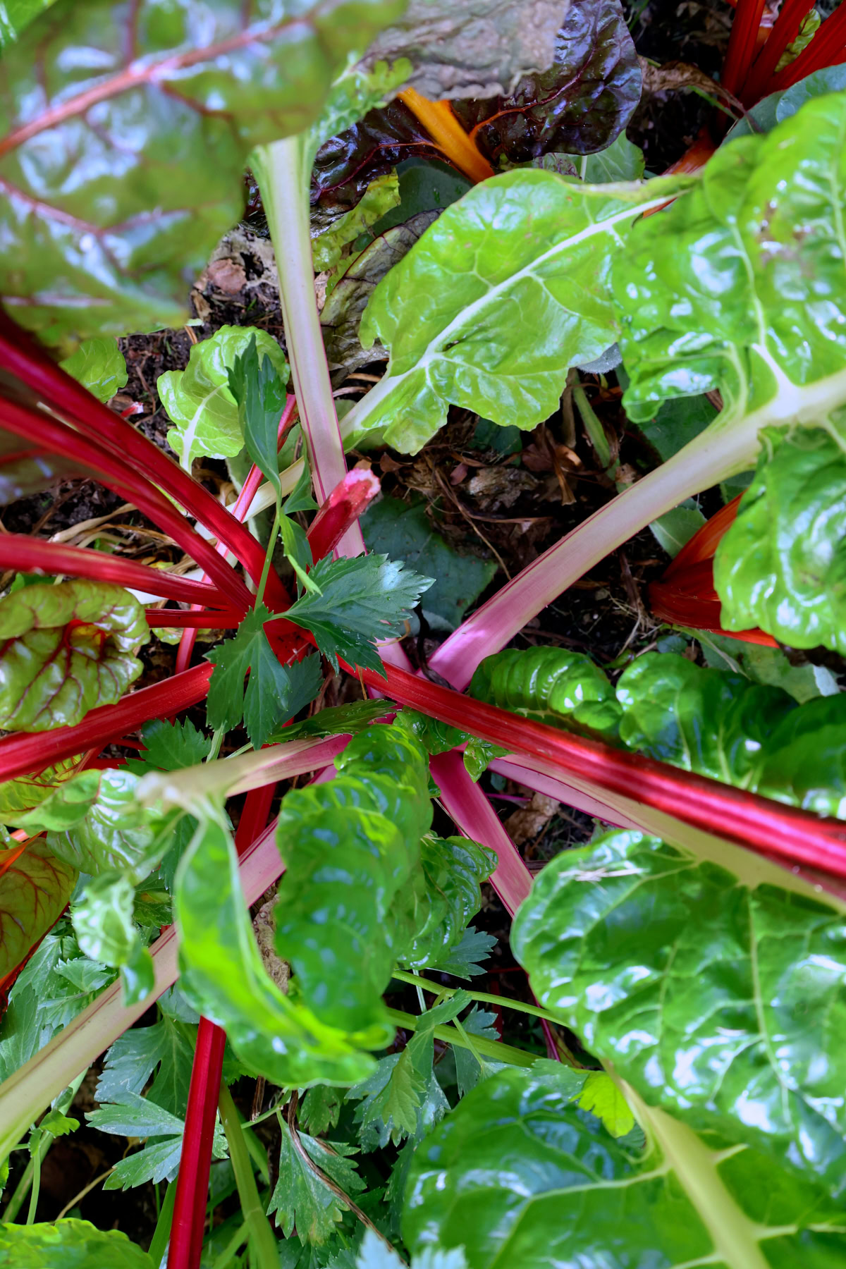 vulcan swiss chard plants plants growing in a garden