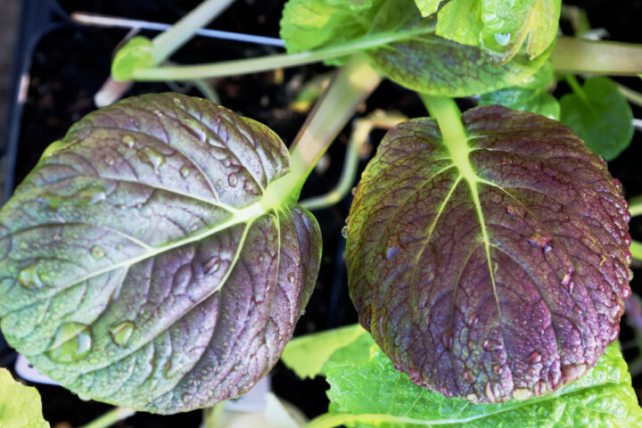 tatsoi seedlings in nursery trays
