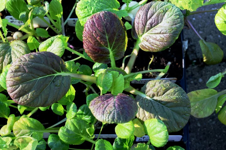 tatsoi seedlings in nursery pots