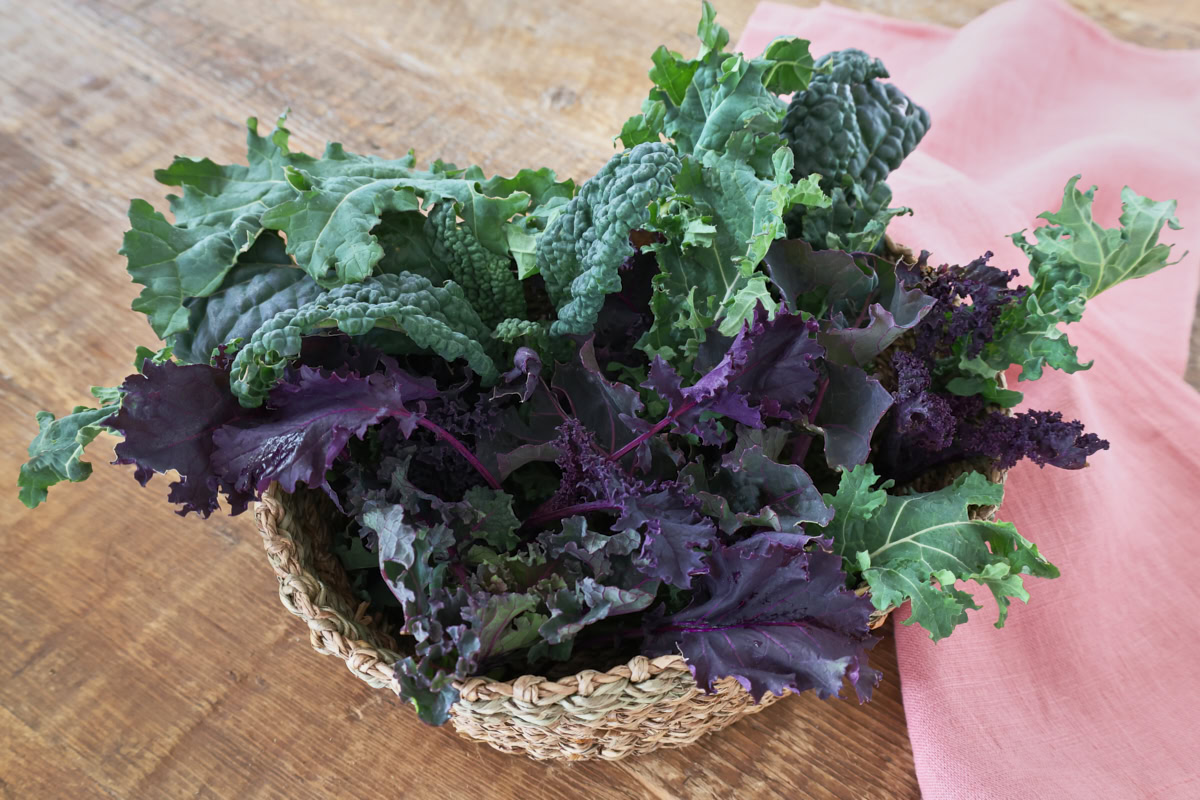 freshly-harvested kale in a basket with a napkin alongside