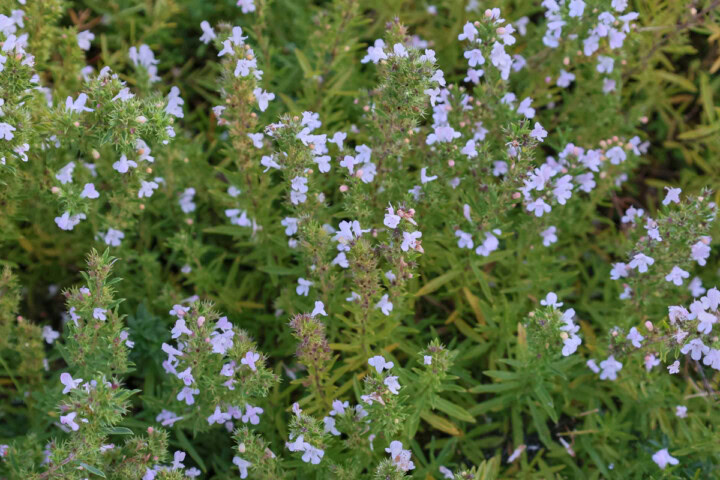 flowering winter savory plants growing in a garden