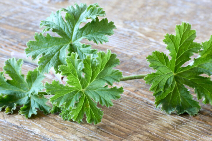 fresh prince rupert scented geranium leaves on a wood table