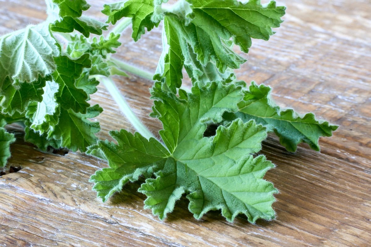 fresh attar of roses scented geranium leaves on a wood table