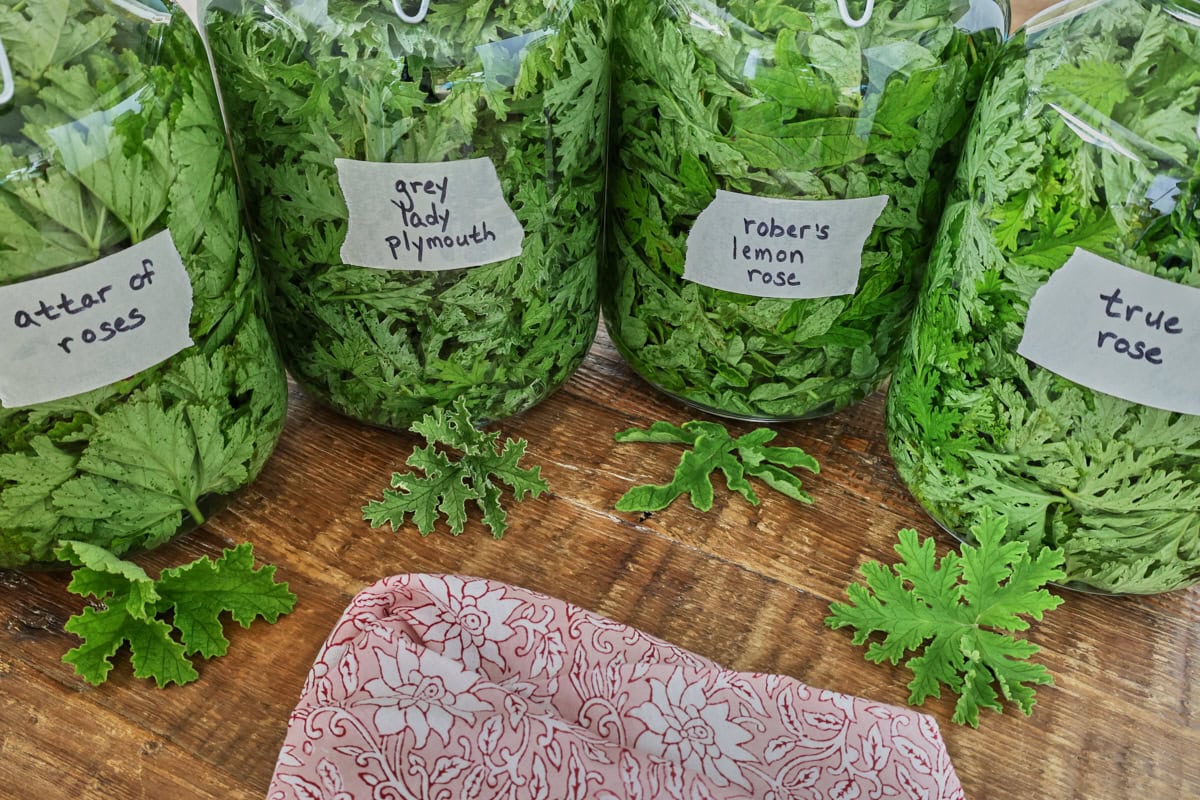 fresh leaves and clear liquid in labeled jars with fresh leaves and a napkin in front