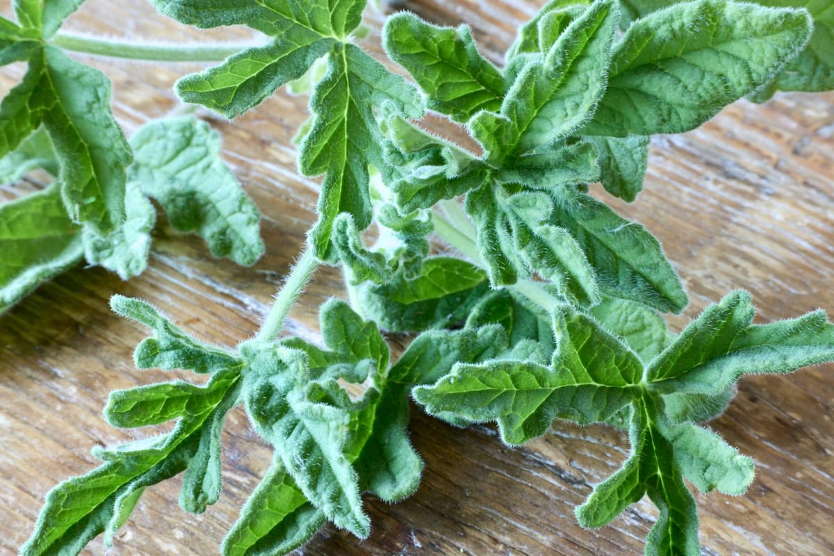 fresh rober's lemon rose scented geranium leaves on a wood table