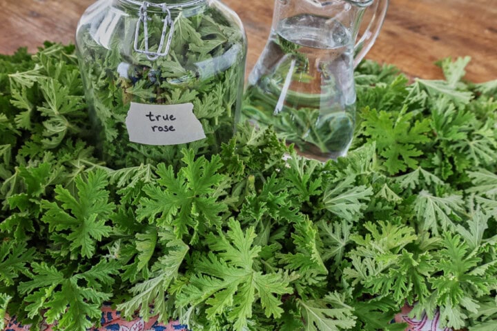 many fresh true rose scented geranium leaves on a wood table, with a napkin, large labeled jar of the same leaves, and a pitcher of clear liquid